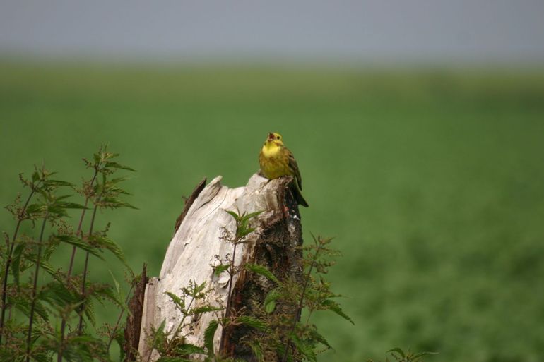 Zingend mannetje Geelgors