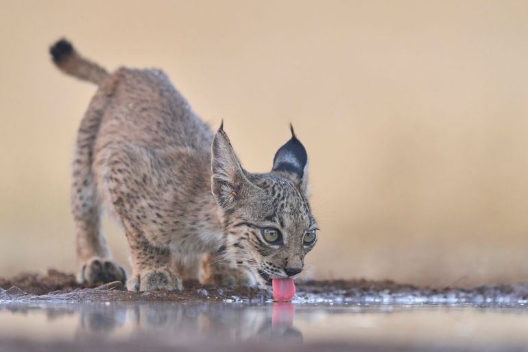 Iberische lynx