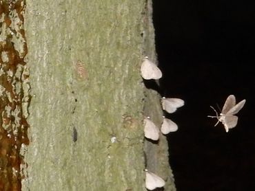 De mannetjes vallen erg op doordat ze als vlaggetjes op de stam zitten. In de stroop hebben ze niet veel interesse