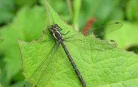 Vincent Kalkman, Naturalis De juffer Mesopodagrion tibetanum komt alleen voor in de bergen van zuidoost Azië en is een van de slechts twee soorten van de familie Mesopodagrionidae.