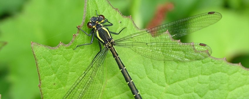 De juffer Mesopodagrion tibetanum komt alleen voor in de bergen van zuidoost Azië en is een van de slechts twee soorten van de familie Mesopodagrionidae.