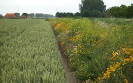 Meerjarige gras-kruidenrand langs een akker in de Hoeksche Waard, met o.a. gele kamille, margriet, citroengele honingklaver en rolklaver