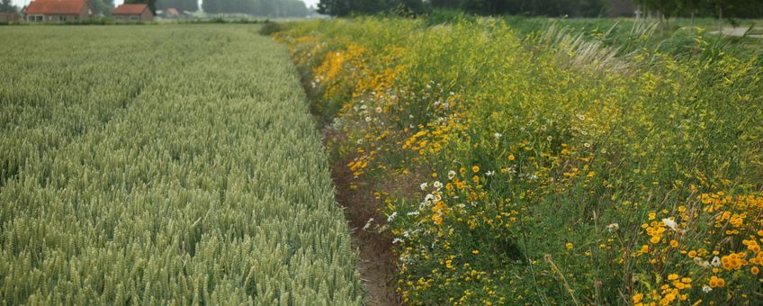 Meerjarige gras-kruidenrand langs een akker in de Hoeksche Waard, met o.a. gele kamille, margriet, citroengele honingklaver en rolklaver