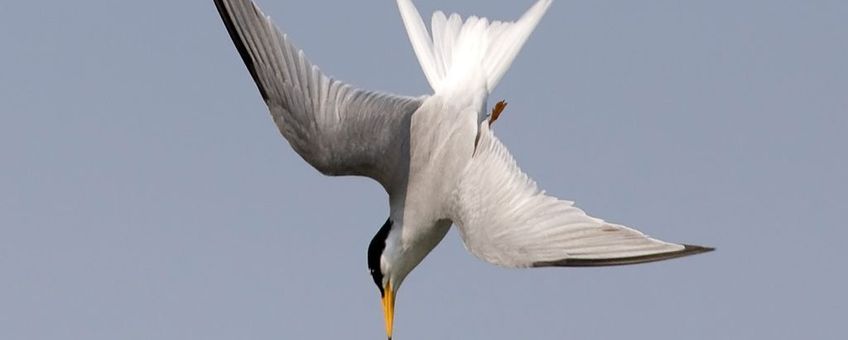 In de Westerschelde vissende dwergstern