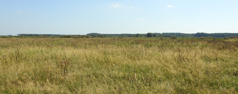 Zo heeft het Paapje het graag: gevarieerd kruidenrijk grasland, zoals hier in het Fochteloërveen