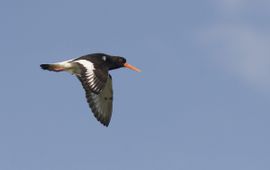 Haematopus ostralegus. Scholekster