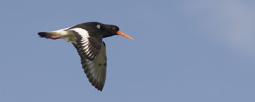 Haematopus ostralegus. Scholekster