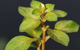 Saxifraga-Branko Bakan Waterlepeltje