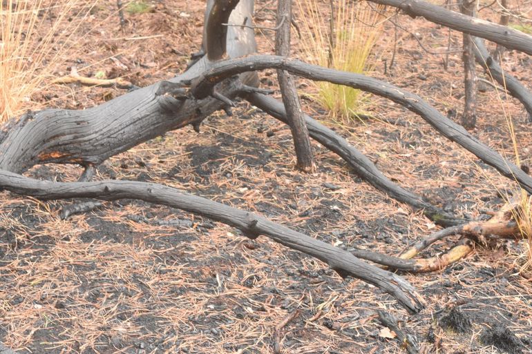 Een plek waar de temperatuur hoog is geweest, met als resultaat verschillende brandplekpaddenstoelen