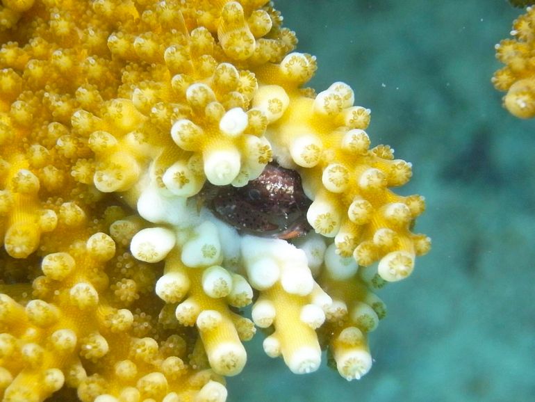 The crab Domecia acanthophora hiding inside a crevice made in the branch of an elkhorn coral, in shallow water at Curaçao. This association is very common but usually overlooked