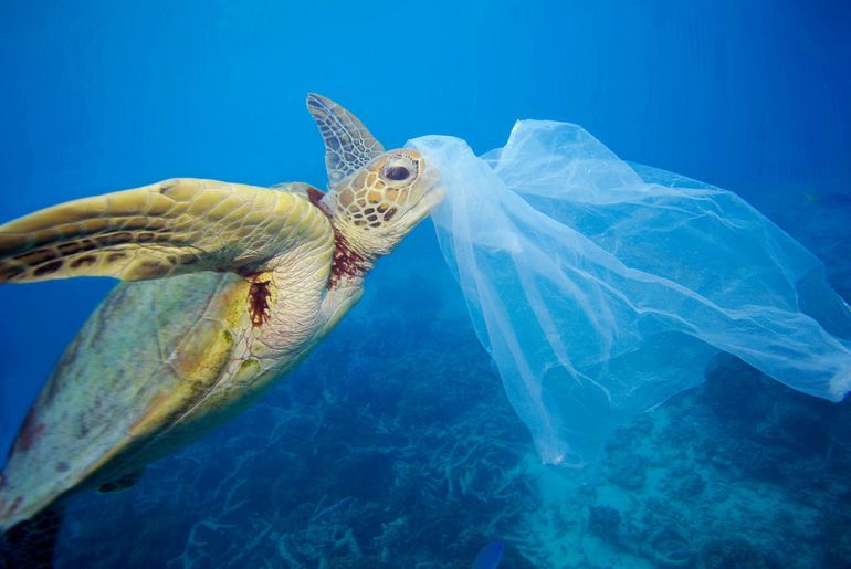 Zeeschildpad eet plastic