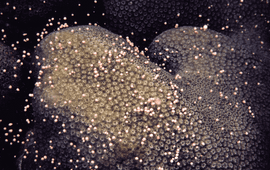 Smooth Star Coral spawning. Koraal Solenastrea bournoni, voortplanting