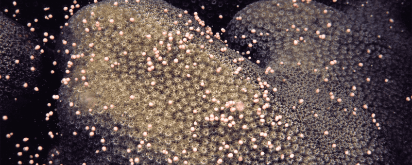 Smooth Star Coral spawning. Koraal Solenastrea bournoni, voortplanting