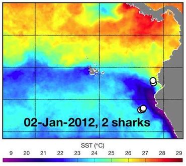 This map shows the locations of two whale sharks that followed fronts along the north and south boundaries of the coastal upwelling plume off the coasts of Equador and Peru. The cold upwelled water is shown in purple and dark blue