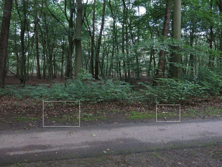 Groepjes paddenstoelen langs het fietspad bij beuken en beukenopslag. Op de achtergrond rechts is een den te zien