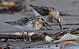 Drieteenstrandloper in Zuid-Noorwegen