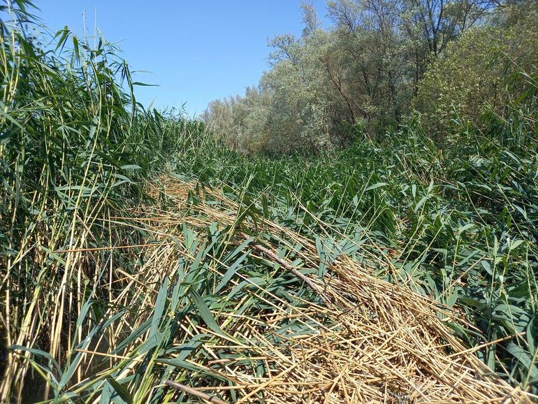 Tijdens de storm Poly van 5 juli 223 kwam op veel plekken het riet plat te liggen. Overjarige stengels braken af en hoopten zich op