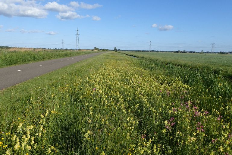 Fietspadberm met Trosdravik, Grote ratelaar en Echte koekoeksbloem in de Krimpenerwaard