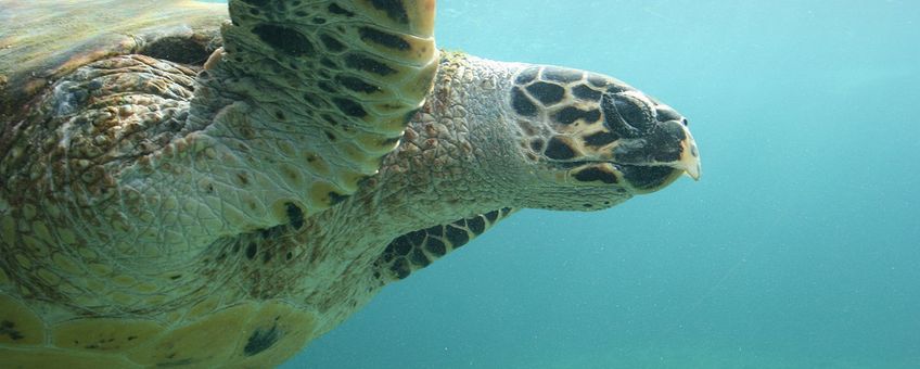 Karetschildpad. Eretmochelys imbricata