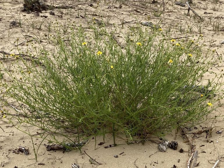 Bezemkruiskruid in de duinen