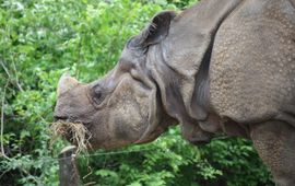 Indian rhinoceros. Rhinoceros unicornis