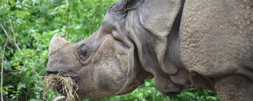 Indian rhinoceros. Rhinoceros unicornis