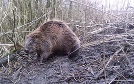 Kees Schep, WSRL (eenmalig gebruik) Bever op burcht