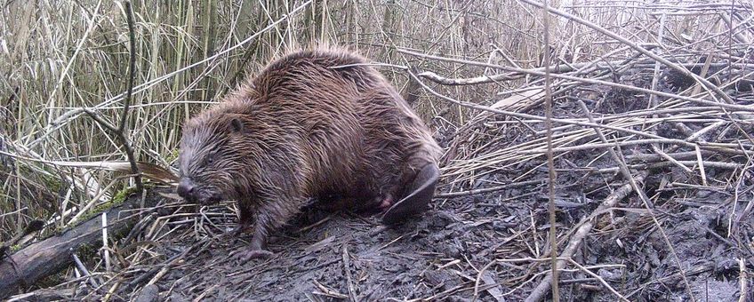 Bever op burcht