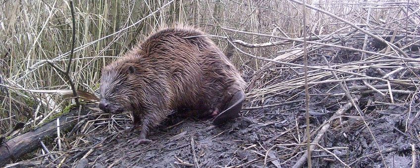 Bever op burcht