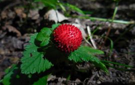 Ed Stikvoort, Saxifraga Potentilla indica, Schijnaardbei