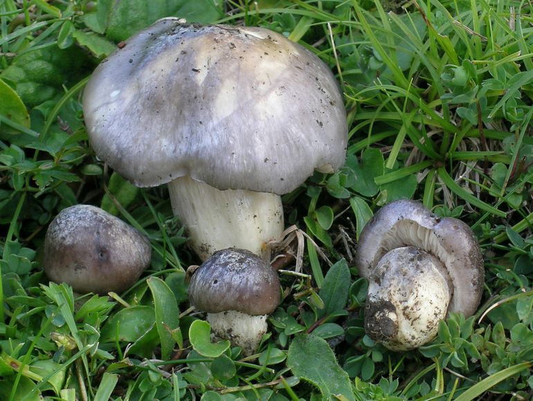 Entoloma bloxamii, Voralberg, Oostenrijk