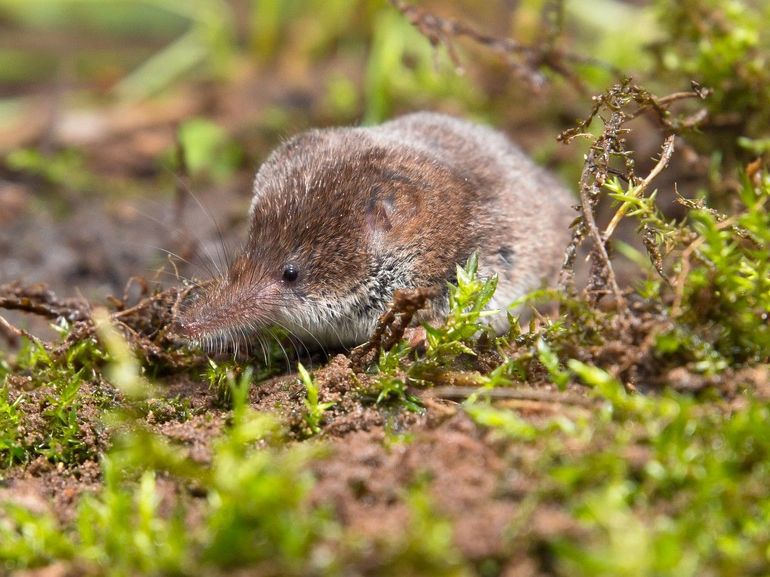 De dwergspitsmuis weegt maar een paar gram