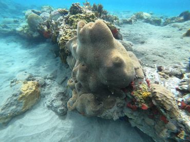 This natural reef was partly biogenic and located on top of a rough lava underground. It supplied a variety of microhabitats in the form of crevices and overhangs