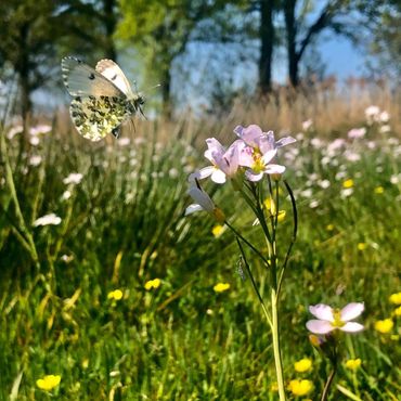  Oranjetipje op een pinksterbloem