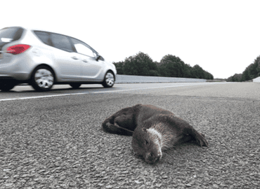 Jaarlijks wordt een kwart tot een derde van de Nederlandse otterpopulatie doodgereden