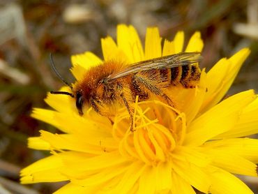 Van de wilde bijen, hier een pluimvoetbij, is bekend dat ze sterk achteruit gaan