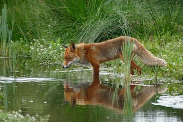 Met het herkennen van zoogdieren, zoals de vos, hadden de meeste deelnemers geen problemen