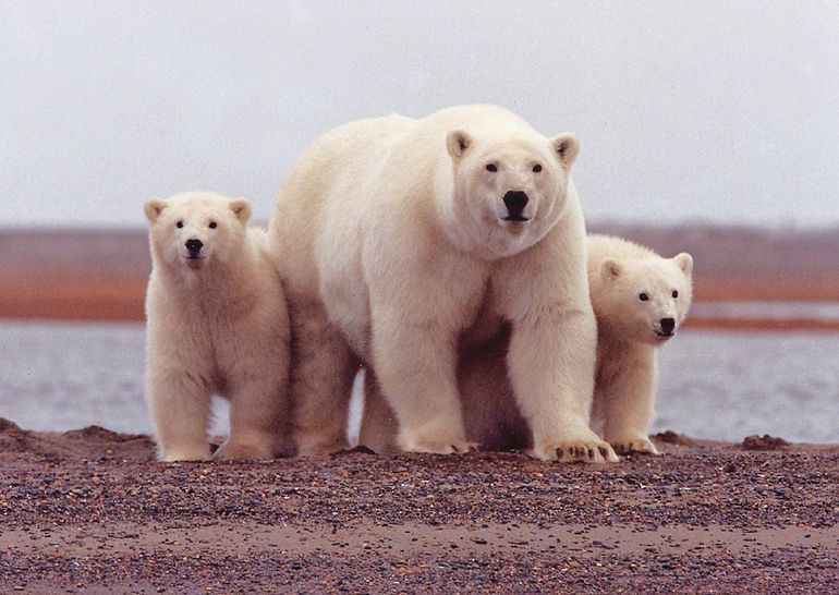 Polar bears are listed as a species of ‘special concern’ in Canada. Their numbers are declining from the combination of losing habitat and feeding opportunities related to climate change