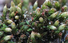 Kuifhaarmuts / Orthotrichum comosum