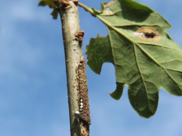 Eipakketje eikenprocessierups met speldenkop