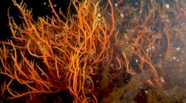 stijf priemwier (Agardhiella subulata)