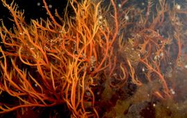 stijf priemwier (Agardhiella subulata)