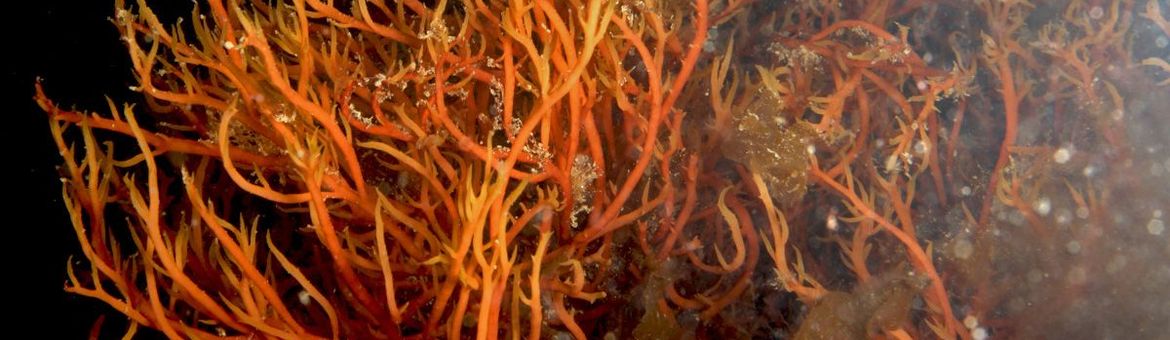 stijf priemwier (Agardhiella subulata)