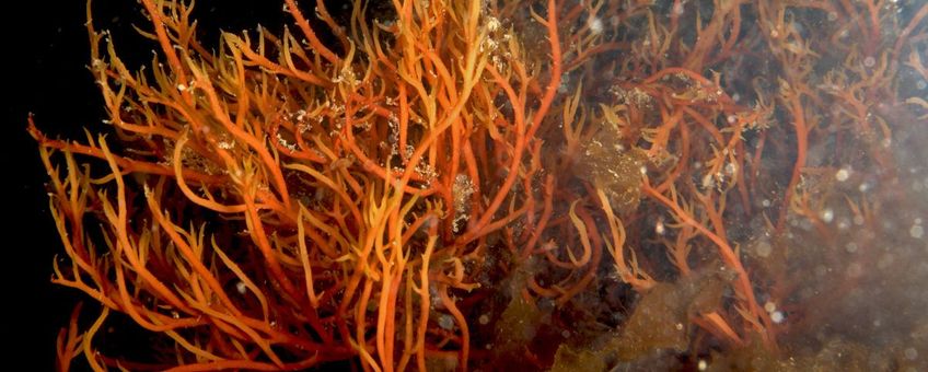 stijf priemwier (Agardhiella subulata)