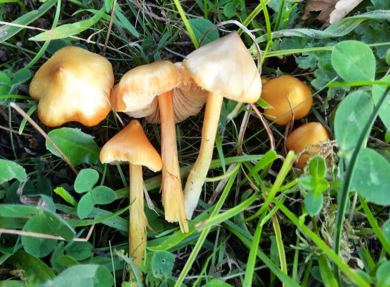 Puntmutswasplaat--Hygrocybe acutoconica