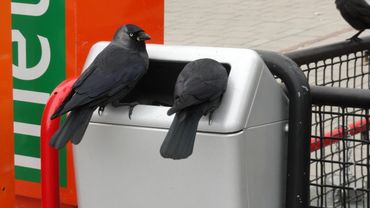 Kauwen in de Schilderswijk