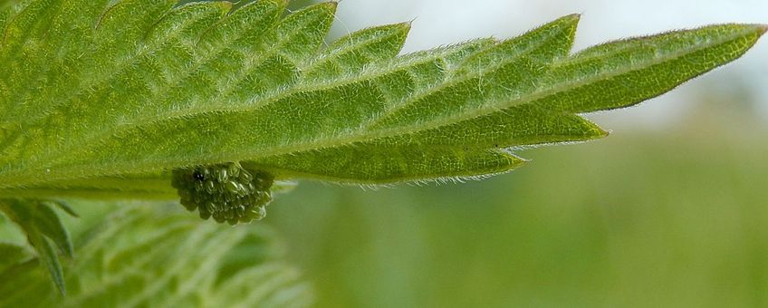 Nature | Eieren zoeken