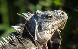 Lesser Antillean Iguana (Iguana delicatissima)