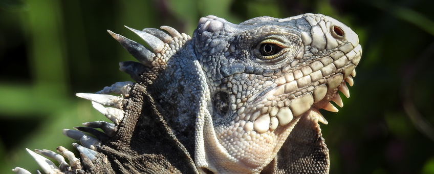 Lesser Antillean Iguana (Iguana delicatissima)