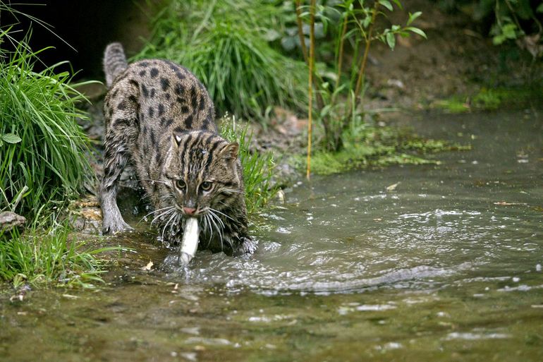 A live fishing cat, less than two hundred years old